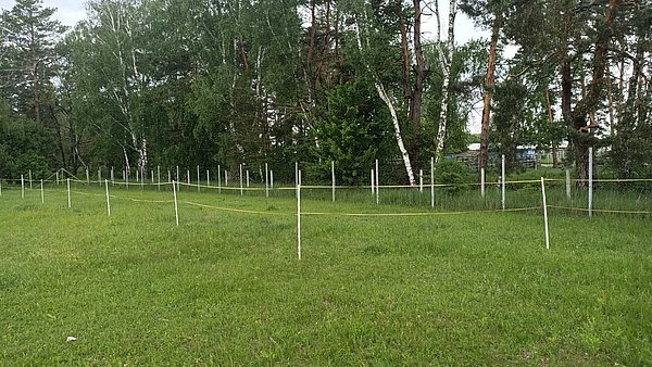 дерева висаджені Рабен Україна 